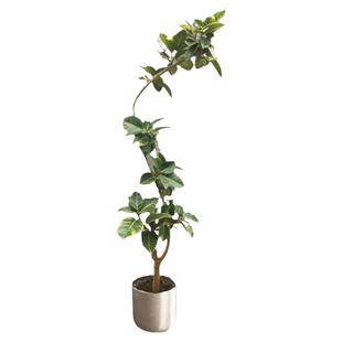 富贵榕造型橡皮树花叶黄金榕植物室内大型绿植客厅大盆栽高山榕