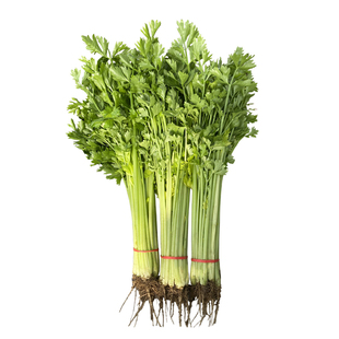 四季芹菜种孑秧苗小香芹种籽苗蔬菜种子菜苗冬季籽种农家菜种大全