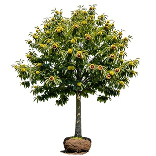 特大板栗苗树大红袍板栗树嫁接老桩南方北方庭院果树大树当年结果