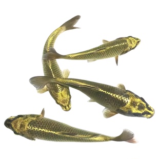 高档大型活鱼锦鲤古黄金淡水冷水鱼观赏鱼招财鱼红白三色耐养易活