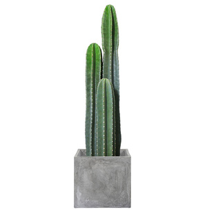 量天尺仙人柱盆栽室内盆栽植物客厅大型绿植北欧办公室仙人掌多肉