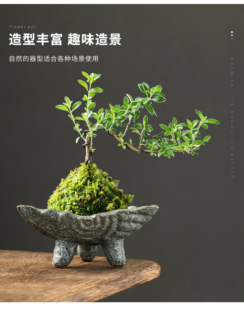 米竹苔藓球专用花盆复古桌面六月雪老桩绿植盆景盆菖蒲吸水石摆件