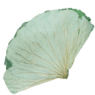 干荷叶片整张500g微山湖新鲜包糯米鸡的荷叶正品食用泡水中药菏叶