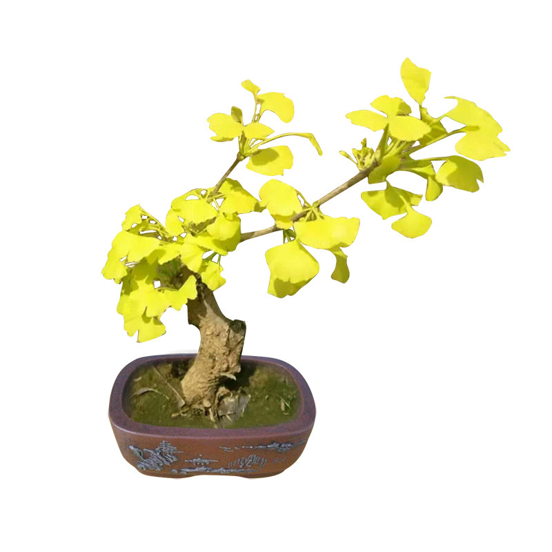绿植新款小老桩庭院嫁接金叶银杏