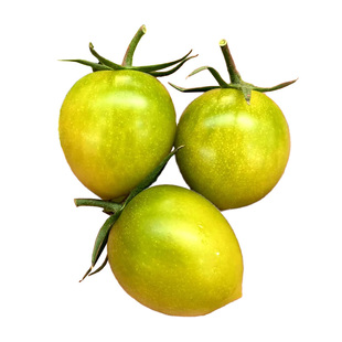 青甜2号绿色小番茄种子苗秧樱桃西红柿种籽孑子青美玉圣女果苗