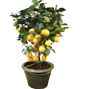北欧阳台绿植7-10年四季挂果柠檬树盆栽金桔带果食用室内北京配送