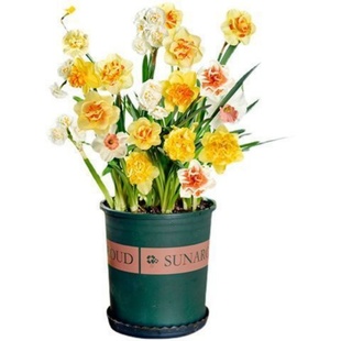 冬季爆款水仙花水培四季开花盆栽耐寒植物室内重瓣客厅阳台花期