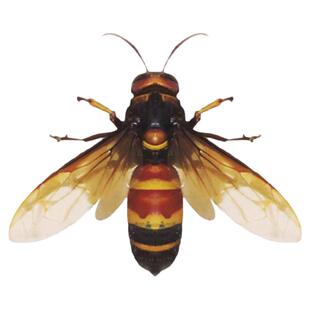 真昆虫未整姿大黑尾胡蜂标本材料手工DIY原虫标本手工DIY材料