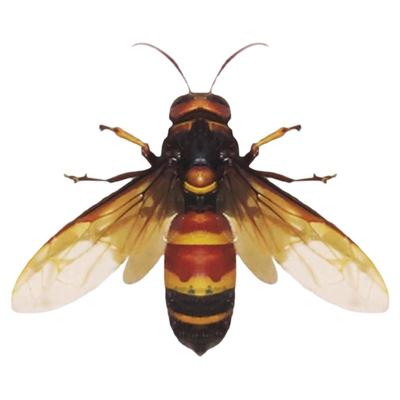 未整姿昆虫大黑尾胡蜂DIY材料
