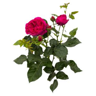 天狼自育月季合集阳台庭院多季玫瑰花卉盆栽苗妍姿凝脂朱砂碗