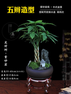 发财树盆栽植物室内花卉绿植办公好养客厅四季 常青招财树造型盆景