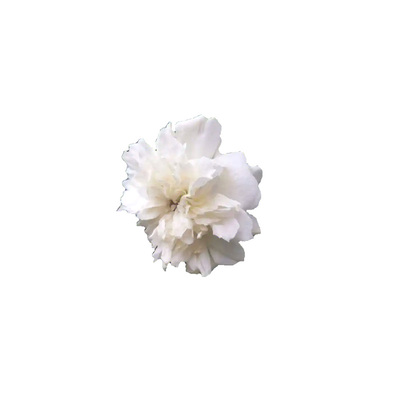 白木香花苗爬藤植物花卉