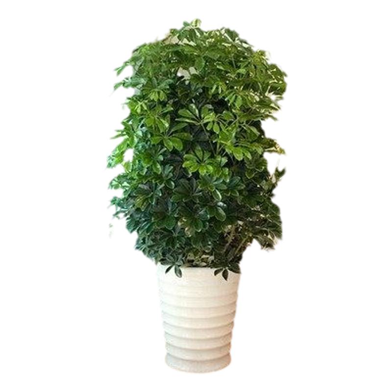 绿植七叶莲八方来财鹅掌柴鸭脚木