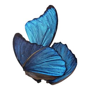 真标本蝴蝶翅膀手工diy材料书签饰品大蓝闪蝶天堂凤蝶虎斑蝶原料