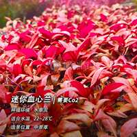 A comprehensive collection of aquatic plants: Blood-red court lilacs, mini ground-lying dwarf pearl chili banyan, Dutch scenery, and underwater leaf grass tank landscaping thumbnail 8