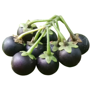 龙葵种子黑黝黝天天高产水果种籽春夏四季浆果阳台盆栽野菜蔬菜孑