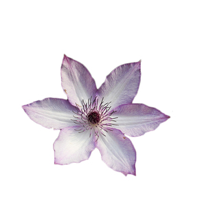 海蒂的花园铁线莲乌托邦银币铃铛爬藤可攀援花柱栅栏阳台花卉盆栽