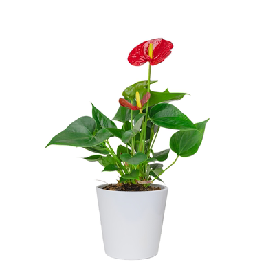 红掌盆栽带花绿色植物盆栽