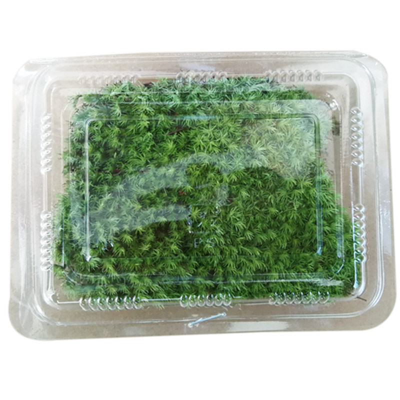 白发藓 新鲜苔藓植物 鲜活微景观植物青苔绿苔藓  台藓草皮藓白发