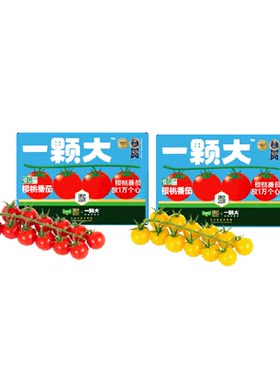 臻选一颗大串收樱桃番茄新鲜采摘