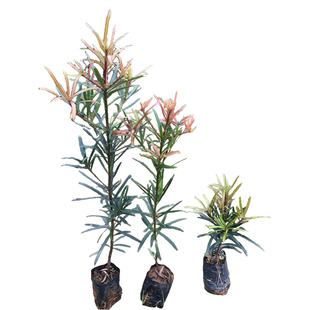 正宗罗汉松树苗盆景小叶雀舌别墅庭院盆栽地栽大树造型树桩迎客松