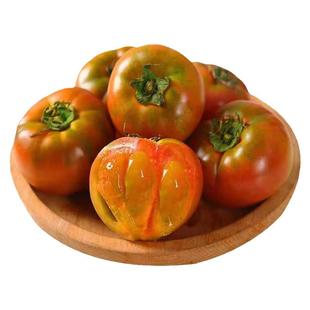 水果番茄草莓柿子铁皮绿腚西红柿口感番茄苗子番茄苗掌柜热卖