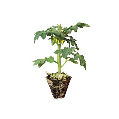 糖水黑番茄苗秧苗黑骑士阳台盆栽