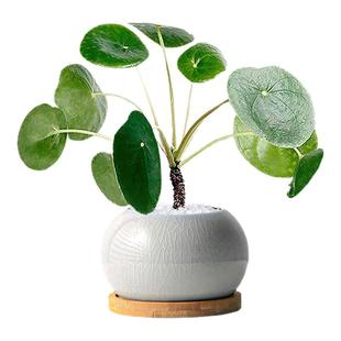 镜面草 网红ins北欧风植物四季常青盆栽办公室内客厅桌面绿植盆景