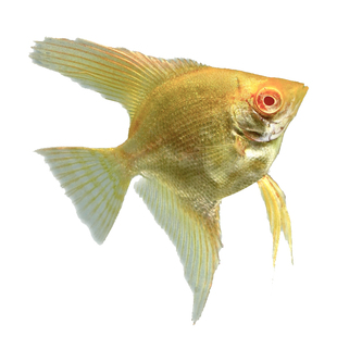 鱼官儿小神仙鱼燕鱼红背埃及三色燕秘鲁魔鬼燕伊莎贝尔七彩神仙苗