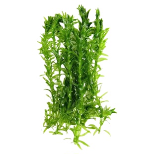 蜈蚣草水草鱼缸专用坨草沉底带根定植造景净化水质野生植物活水草