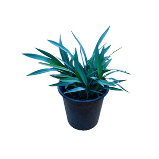 蓝叶山菅兰乌托邦花苗庭院新品多年生观叶园耐热耐阴常绿花镜植物