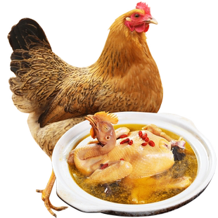 2年老母鸡土鸡新鲜宰杀大别山走地鸡草鸡柴鸡安徽农家散养整只