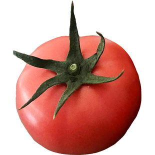 金棚一号无线二号粉果番茄种籽早春红果西红柿子种子孑子菜种籽种