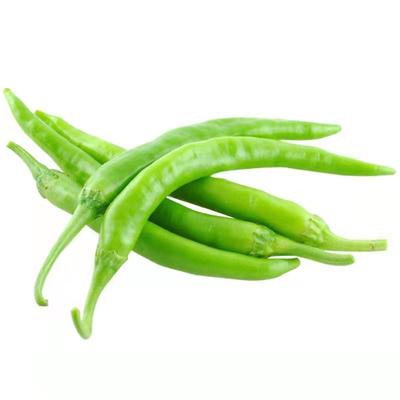 正宗美人椒秧苗美人椒苗辣椒苗