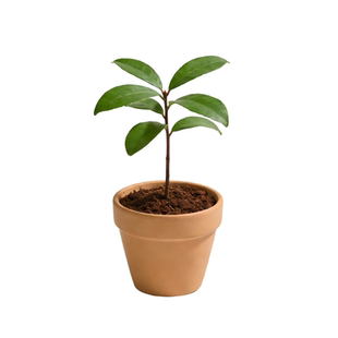 红锥树苗锥栗锥丝栗红椎名贵木材南北方种植红锥庭院园林绿化植物