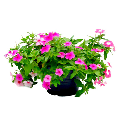 四季室内庭院阳台盆栽长春花种子