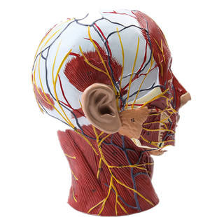 头部矢状断层解剖 头颈部解剖 耳鼻喉科模型 大脑模型头浅表模型