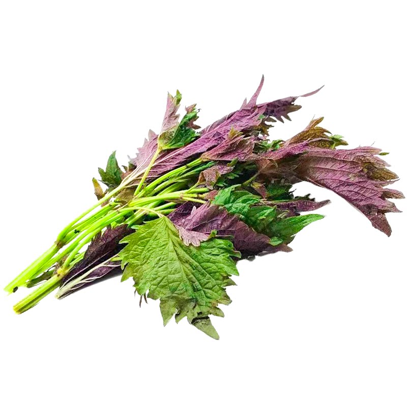 新鲜紫苏叶物美价廉去腥提鲜