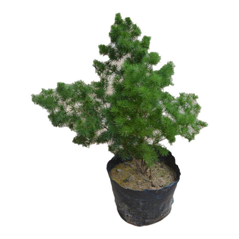 蓬莱松盆栽盆景好养办公室盆景绿植室内客厅耐寒花卉家庭净化空气