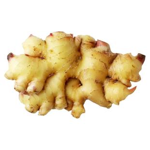 云南小黄姜种 姜种带芽 生姜老姜大姜秧苗洋姜姜苗秧山东种籽种植