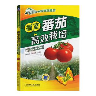棚室番茄高效栽培 高效种植番茄 西红柿栽培技术大全书 大棚蔬菜栽培教程 番茄病虫害防治技术书 种番茄入门到精 图解种西红柿书籍