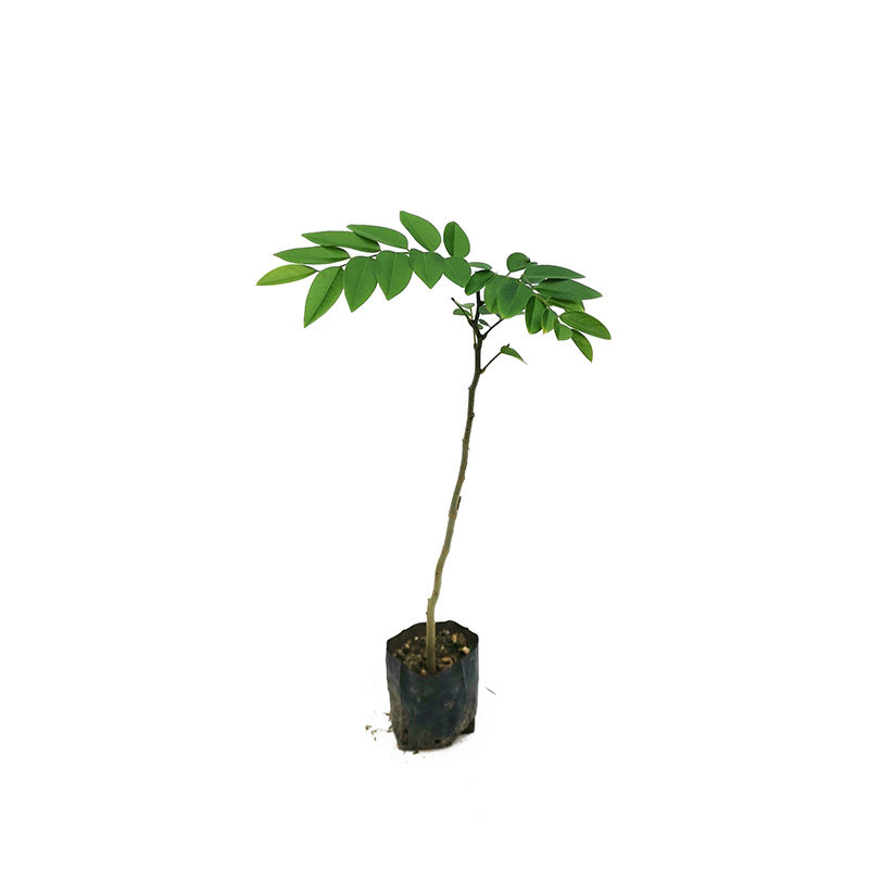 名贵苗木正宗海南黄花梨树苖黄花梨苗降香黄檀红木黄花梨