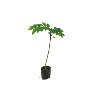 名贵苗木正宗海南黄花梨树苖黄花梨苗降香黄檀红木黄花梨