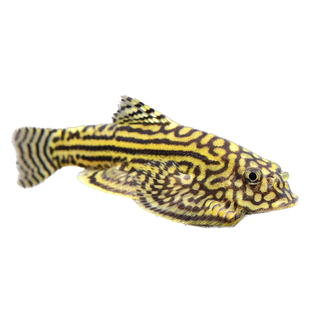 吸鳅思凡吸鳅紫鳍吸鳅双吸盘鱼红钻长汀麦氏鱼活体鱼除藻工具鱼