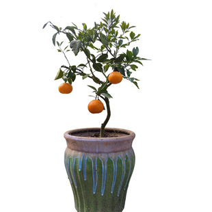 爱媛38号红美人28号果冻橙盆栽柑橘树苗柑橘苗四川果树苗木果苗