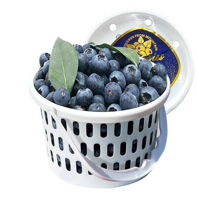 热销桶装L25云南花香蓝莓