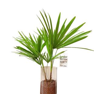 棕竹水培植物盆栽室内办公室桌面细叶四季常青富贵竹耐阴好养绿植