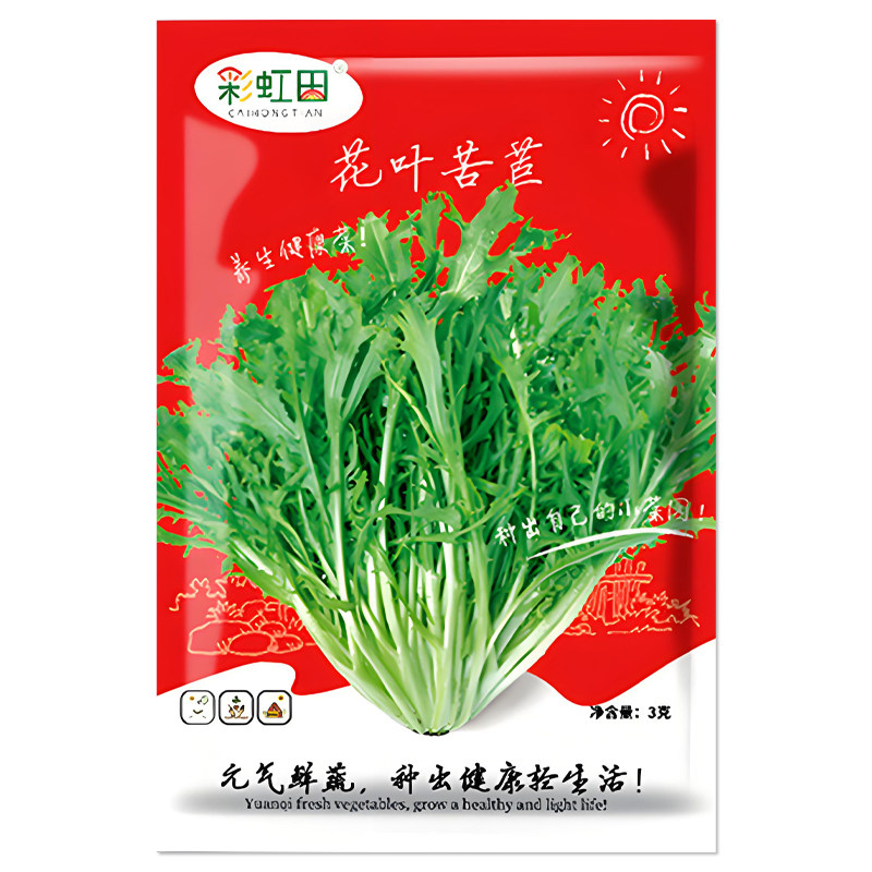 花叶苦苣种子蔬菜种子