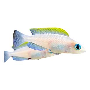 黄帆天堂鸟卷贝观赏鱼苗非洲坦鲷三湖慈鲷热带鱼淡水短鲷好养易活