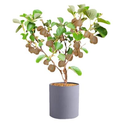 猕猴桃树果苗四季种植当年结果